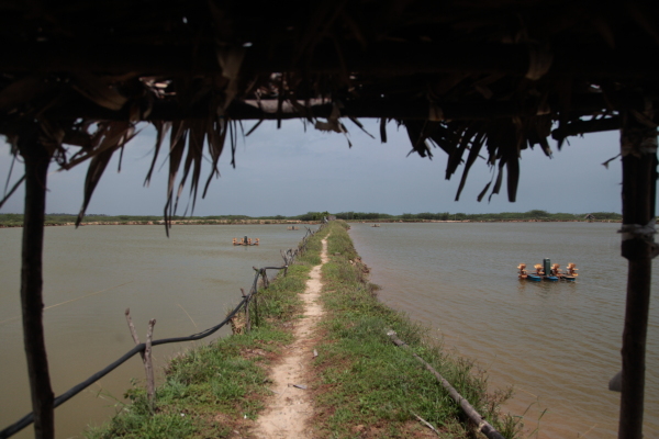 A track between shrimp ponds that belong to farmer Rajakrishnan Raju, 55, who raises about 10 tons of premium shrimp a year for the U.S. market.