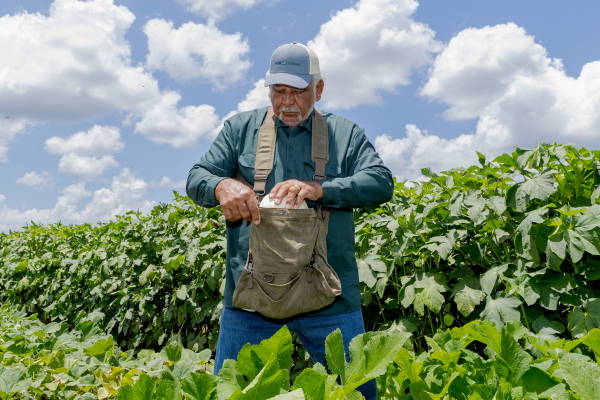 Hilery Gobert harvests white bush scallop squash on July 16, 2024. Standing among big-leafed plants, he puts a white-colored squash into a sack that he's wearing around his neck.
