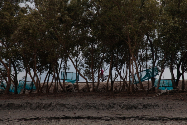 Nets used to catch shrimp fry dry amid trees in the Sundarban region of the Indian state of West Bengal.