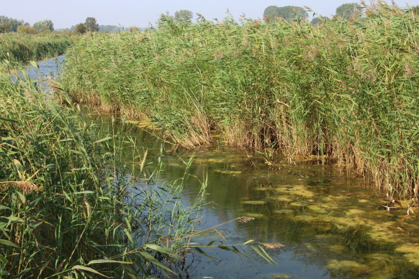 A ditch allows water to drain from a peatland near Greifswald, Germany.
