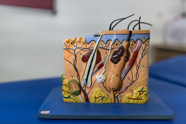 A model of skin is used for medical training at the National Association of the Blind India Centre for Blind Women and Disability Studies in Delhi.