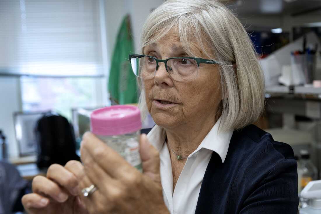 Joan Brugge hält einige Brustgewebeproben in der Hand, die sich in einem Glas mit einem rosa Plastikdeckel befinden.