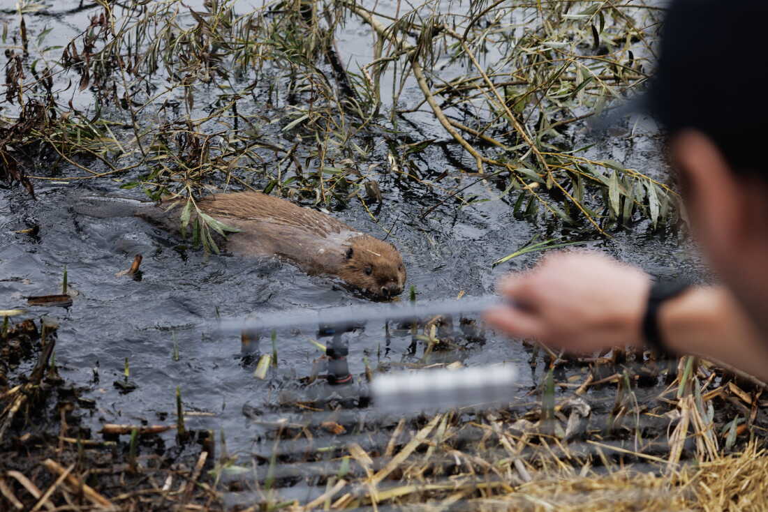 Beaver Risk How British beavers help fight flooding from climate change : NPR