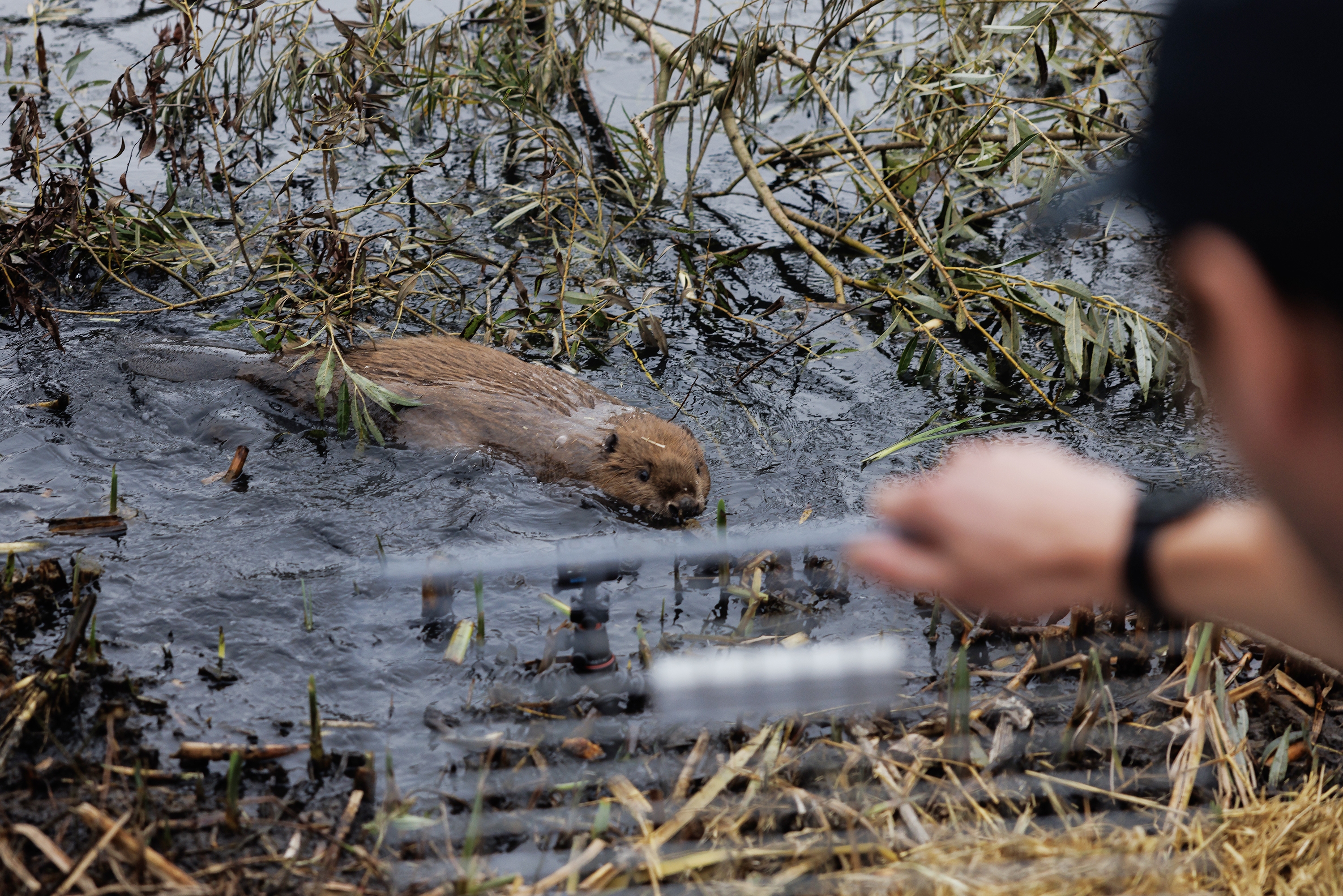 This beaver was released on Oct. 11, 2023, in Greenford, England, as part of the Ealing Beaver Project. A family of five beavers, two adults and three kits, was released into the 20-acre Paradise Fields nature reserve in West London, becoming the first beavers in the west of the British capital in 400 years.