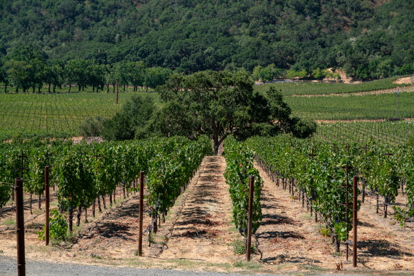 This photo shows rows of grapevines, with trees in the background.