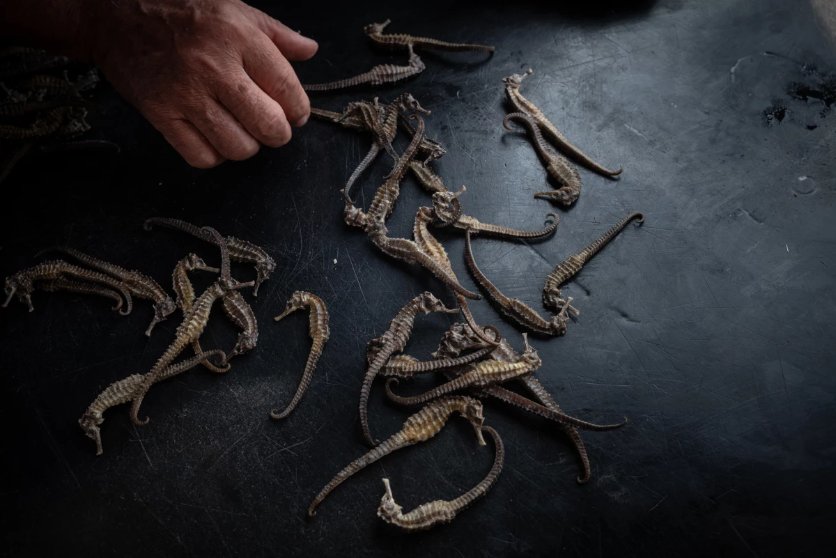 A seafood merchant displays dried seahorses for sale in Chumphon, Thailand, on Jan. 22, 2025. Dozens of countries around the world are involved in the dried seahorse trade, with Thailand, the Philippines, Vietnam and India being the largest exporters. As the trade of seahorses, which are typically used for traditional medicines, has sharply increased, the seahorse catch has declined over time. Seahorses are among the species protected under the Convention on International Trade in Endangered Species of Wild Fauna and Flora.