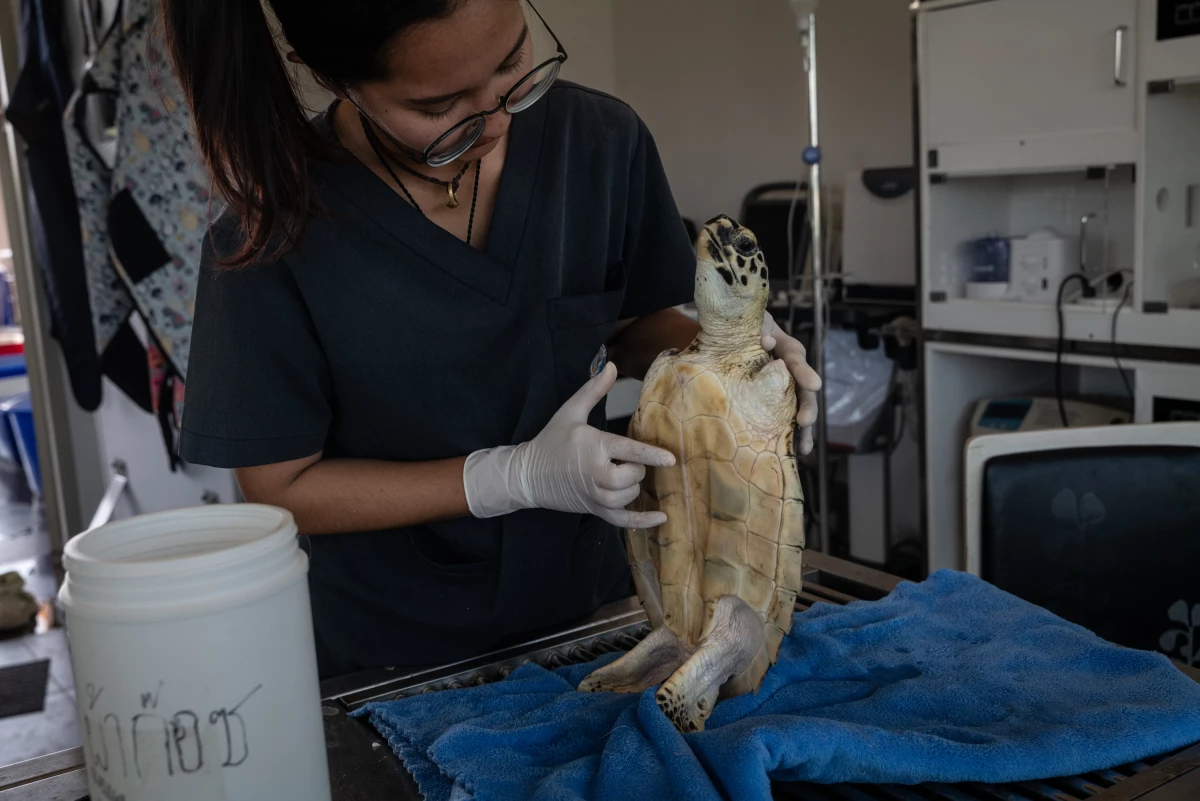 Oranee Jongkolpath, 30, a veterinarian at Thailand's Department of Marine and Coastal Resources' research and development center in the Rayong province, prepares to clean a hawksbill turtle in Prasae, Thailand, on Jan. 18, 2025. The turtle was found by fishermen in a garbage patch and was likely entangled in ghost nets — fishing nets that are lost or discarded by fishermen — that had caused severe damage to its two front flippers.