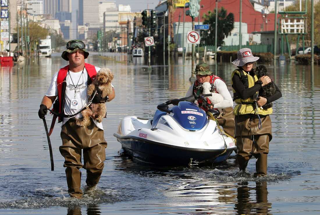 Animal rescue teams from around the country responded to New Orleans in the weeks following Hurricane Katrina. Many dogs and cats were malnourished and sick when they were rescued.