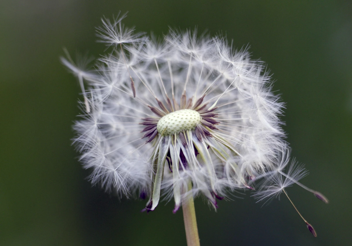 A mature dandelion is seen on a warm spring day in Belgrade, Serbia, Tuesday, April 23, 2013.