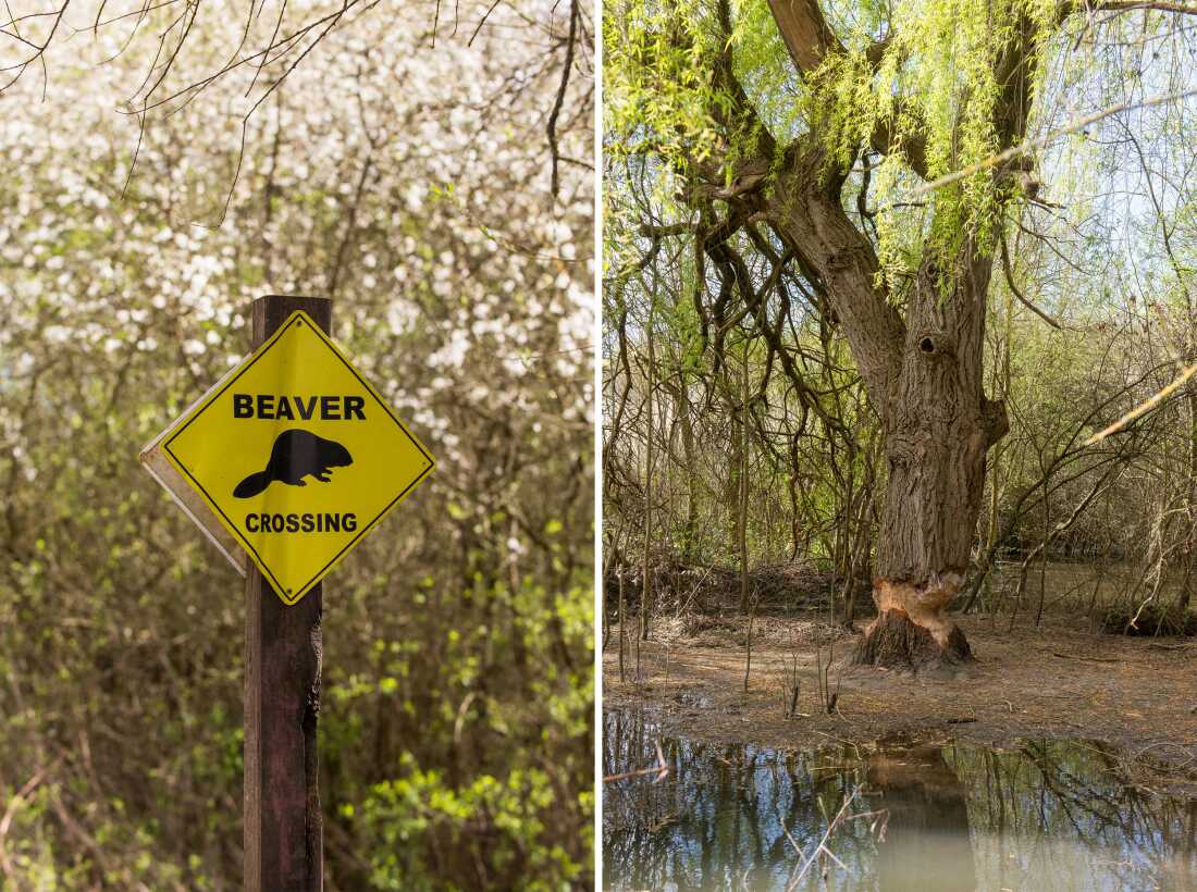 The photo on the left shows a yellow, diamond-shaped "Beaver Crossing" sign attached to a wooden post in a tree-filled area. The photo on the right shows a tree with a thick tree trunk that has been heavily gnawed by beavers, creating a precarious-looking narrowing of the trunk near the bottom of it.