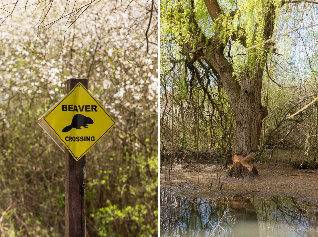 How British beavers help fight flooding from climate change : NPR