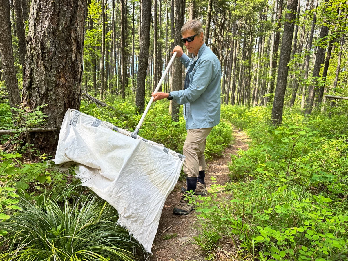 Carroll College professor of biology Grant Hokit drags a white cloth through brush outside of Condon, Mont., looking for ticks. Hokit surveys for ticks statewide for the Montana health department.