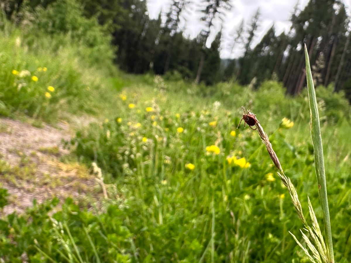 Hokit finds and identifies ticks alongside a trail outside Condon, Mont. These surveys help public health officials understand where ticks are in Montana and detect new species that have migrated on large mammals like deer. Hokit found deer ticks, which are known to carry Lyme disease, earlier this year in northeast Montana.