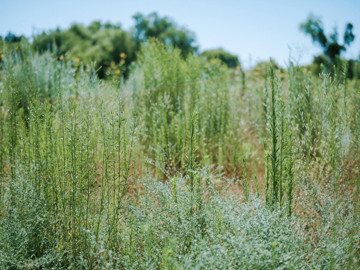 The Native Use Garden is a place where, with permission from Dos Rios staff, tribal members can go to gather native plants for ceremonial use and other cultural practices.