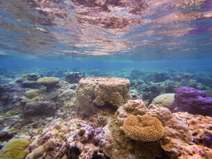 Even in remote places like Palmyra Atoll, coral reefs are threatened by rising ocean temperatures from climate change.