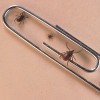 Tick season is getting worse. Can managing deer help? : NPR 4 Science: Parasitic Bugs Are Making Combacks Across The Country
