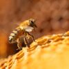 A close-up image of a honey bee on honeycomb.