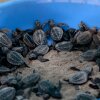 Turtles in India Making a Comeback