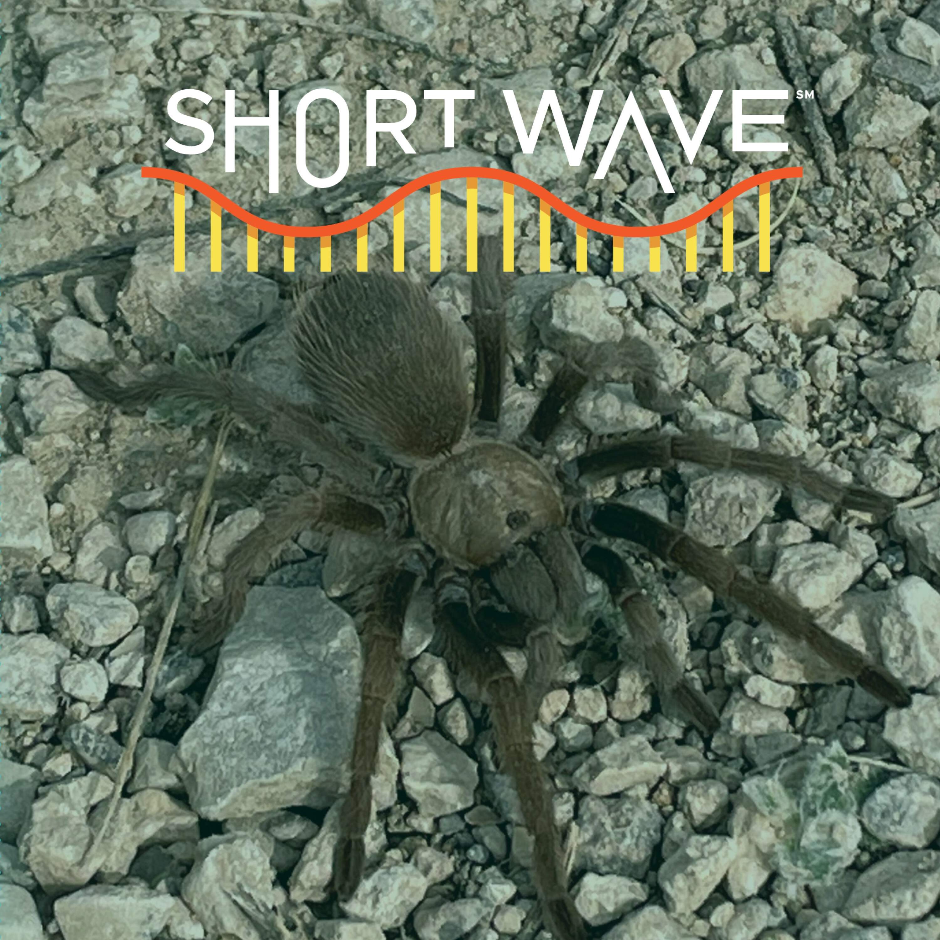 Climate Change Could Alter Spidey Love