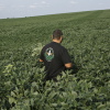 Ian Stamy, 38, walks into a field filled with the green leaves of crops, in Mechanicsburg, Pennsylvania, on August 12, 2026. He walks with his back to the camera, and the crops come up to his waist.