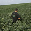 Ian Stamy, 38, walks into a field filled with the green leaves of crops, in Mechanicsburg, Pennsylvania, on August 12, 2026. He walks with his back to the camera, and the crops come up to his waist.