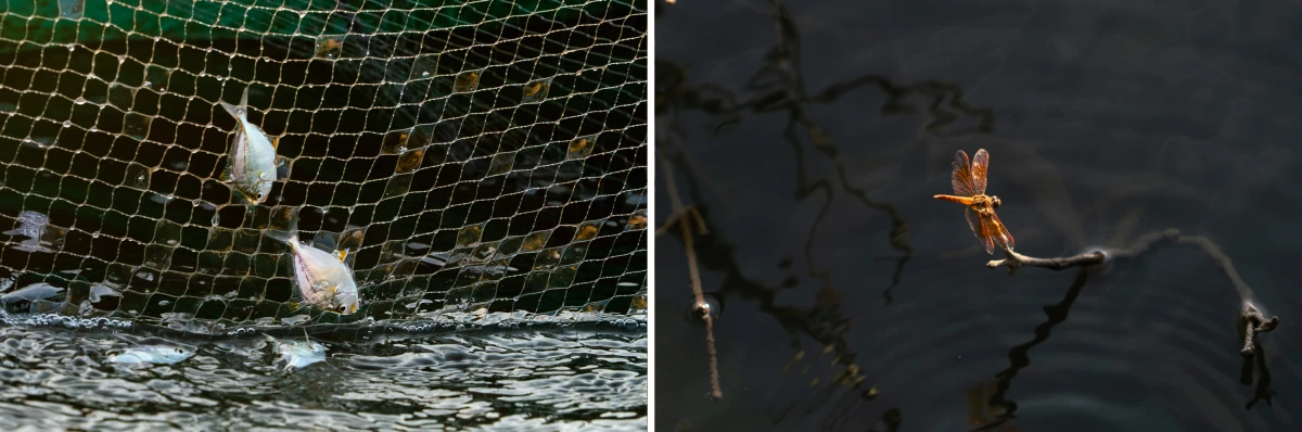 Mangroves protect an enormous number of different species. Such biodiversity makes mangrove ecosystems more resilient to stressors, including pollution and increasingly powerful storms.