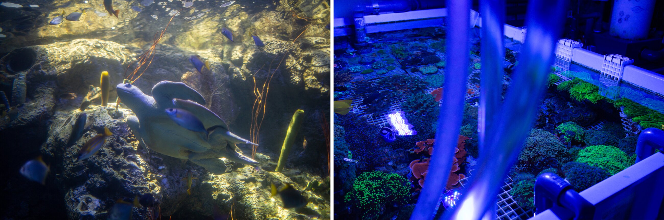 Left: The turtle pictured here was confiscated and has been living at the aquarium since the 1990’s. Right: Tropical corals are very popular with aquariasts in the U.S. They’re often confiscated by authorities because they’re misidentified. 