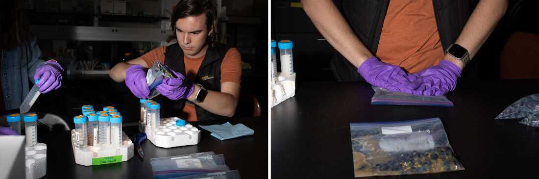 The photo on the right shows Jacob Vito crushing cabernet sauvignon grapes. The grapes are in plastic zip-close bags, and Vito is crushing the grapes with his hands, which are in purple gloves. The photo on the left shows Vito pouring crushed grapes from a plastic bag into plastic centrifuge tubes.