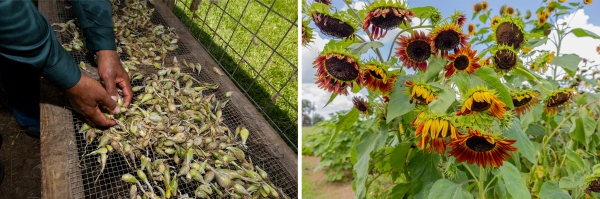 The photo on the left shows Hilery Gobert drying shallots on his farm. The bulbous shallots are spread out on metal mesh, and Gobert is picking up a few with his hands. The photo on the right shows sunflowers with yellow and deep red petals growing on the farm.