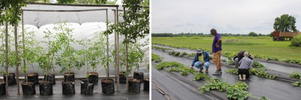 In the photo on the left, crop plants grow in "pots" made from tarp that are arranged in two rows on a black tarp. In the photo on the right, farmers, university students and university faculty members examine crop plants planted in rows and growing up through a long black tarp spread on the ground.