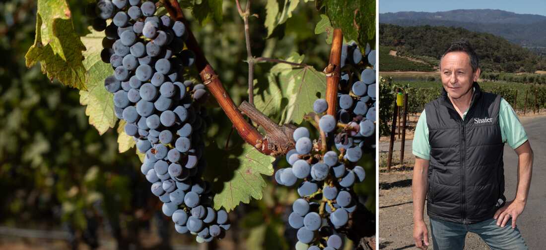The photo on the right shows winemaker Elias Fernandez of Shafer Vineyards in Napa Valley. He's wearing blue jeans, a mint green polo shirt and a black insulated vest. Rows of grapevines stand in the background. The photo on the left shows a close-up of dark wine grapes growing on a vine.