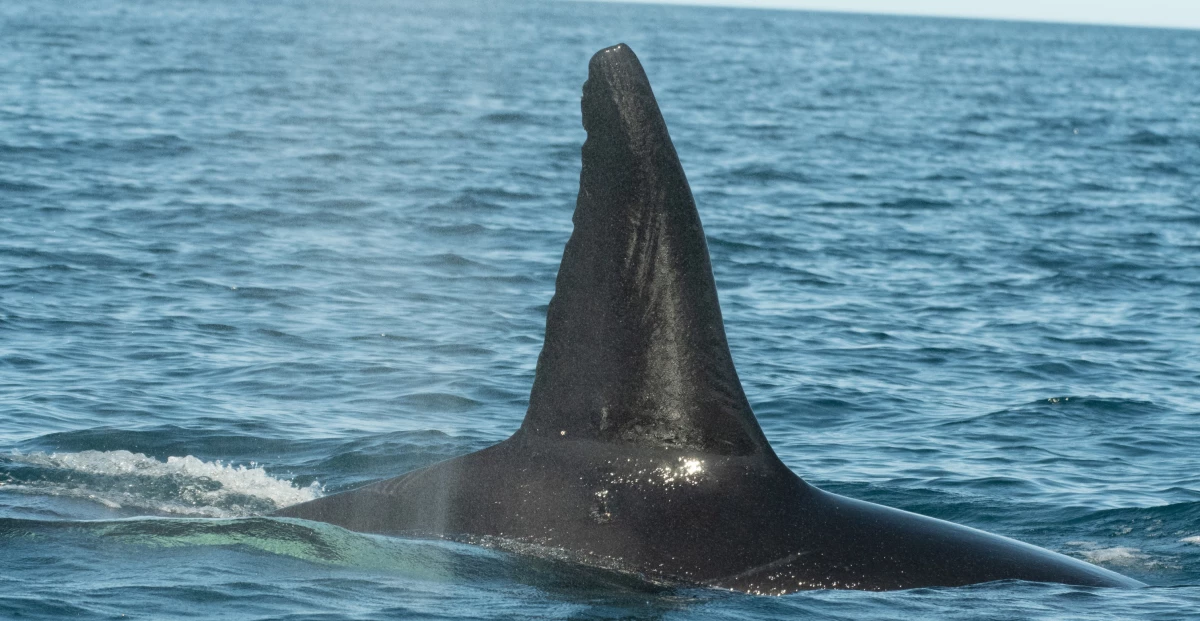 A male in the killer whale pod known as Moctezuma was spotted in multiple attacks, along with other family members working together.