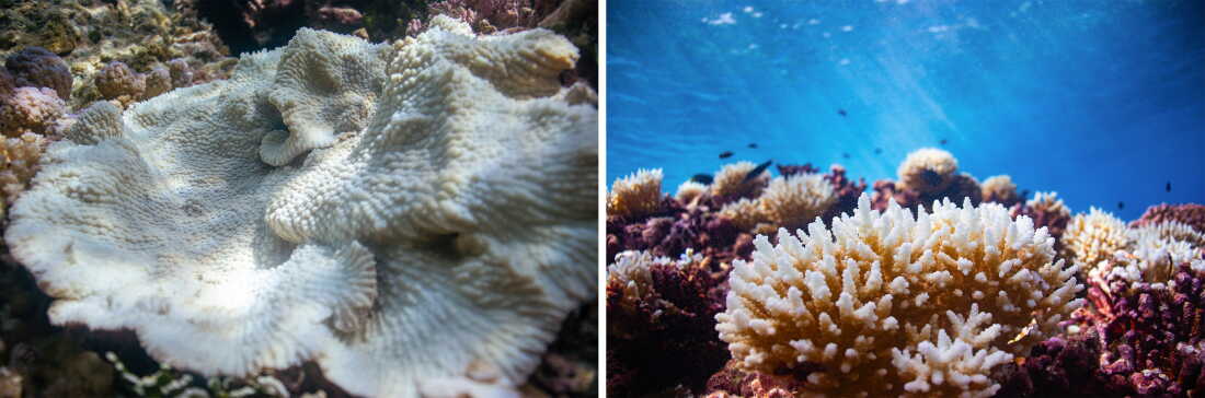 Coral Bleaching