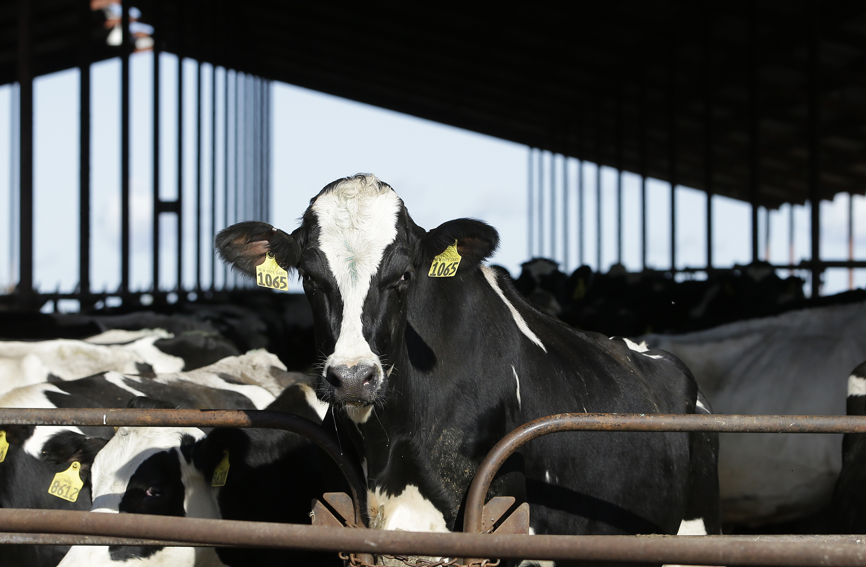Bird Flu Dairy Cows2