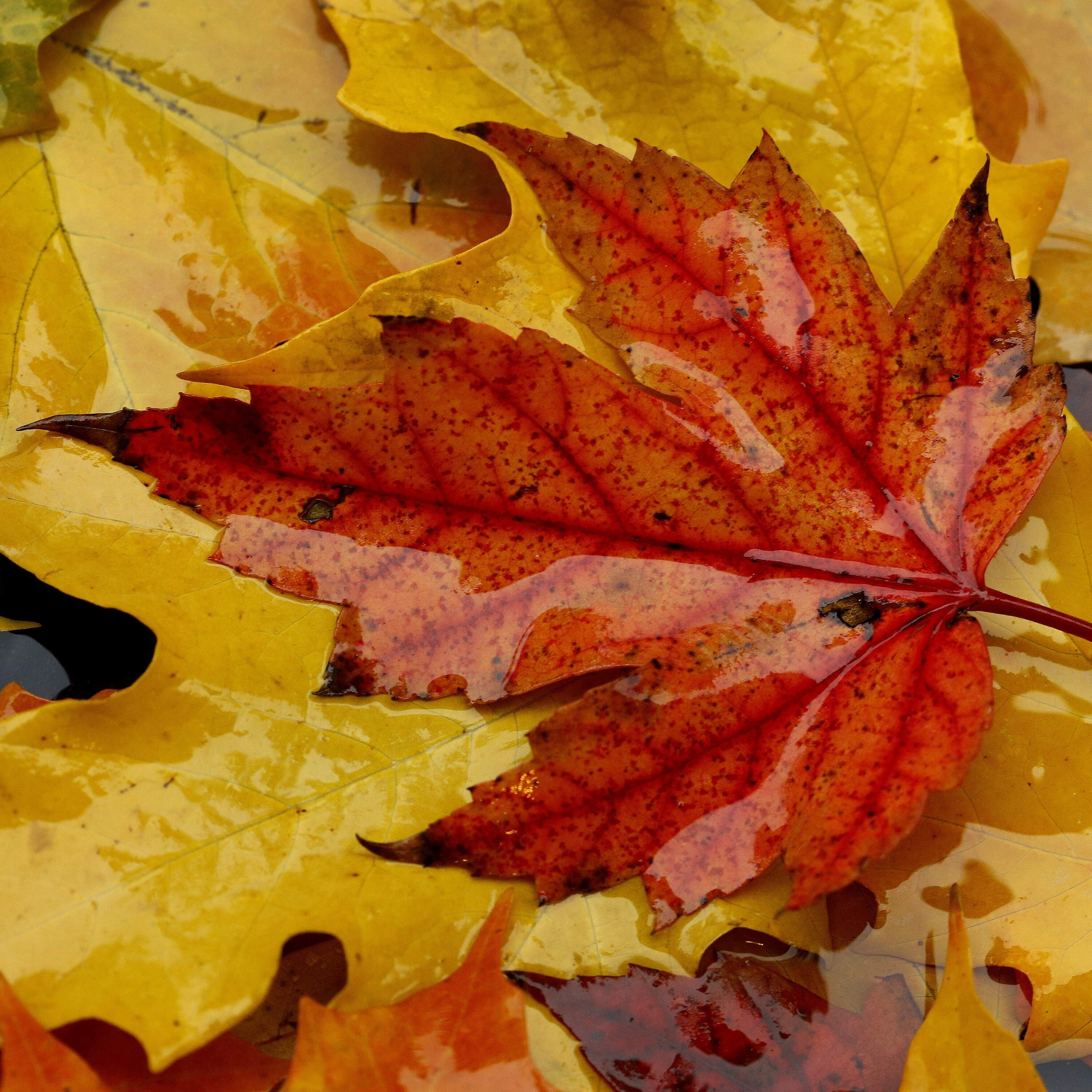 A fall mystery: why do only certain leaves turn red? Episode cover