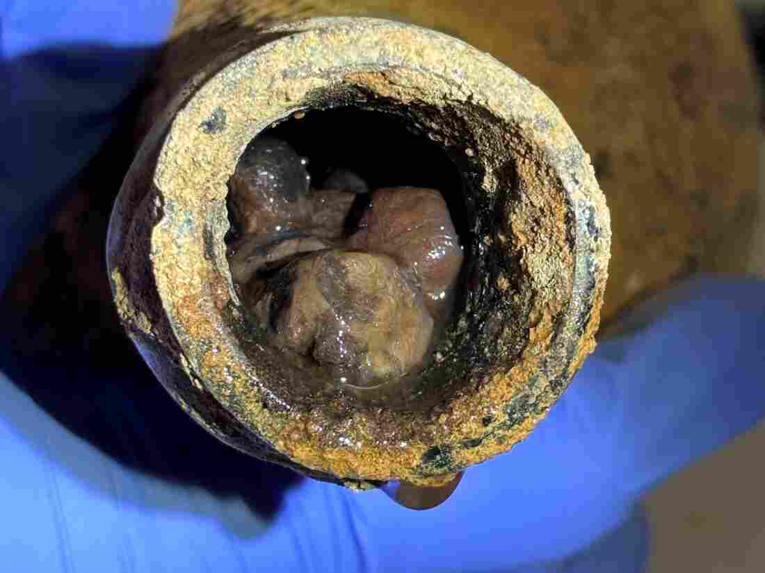 Centuries-old cherries found at George Washington
