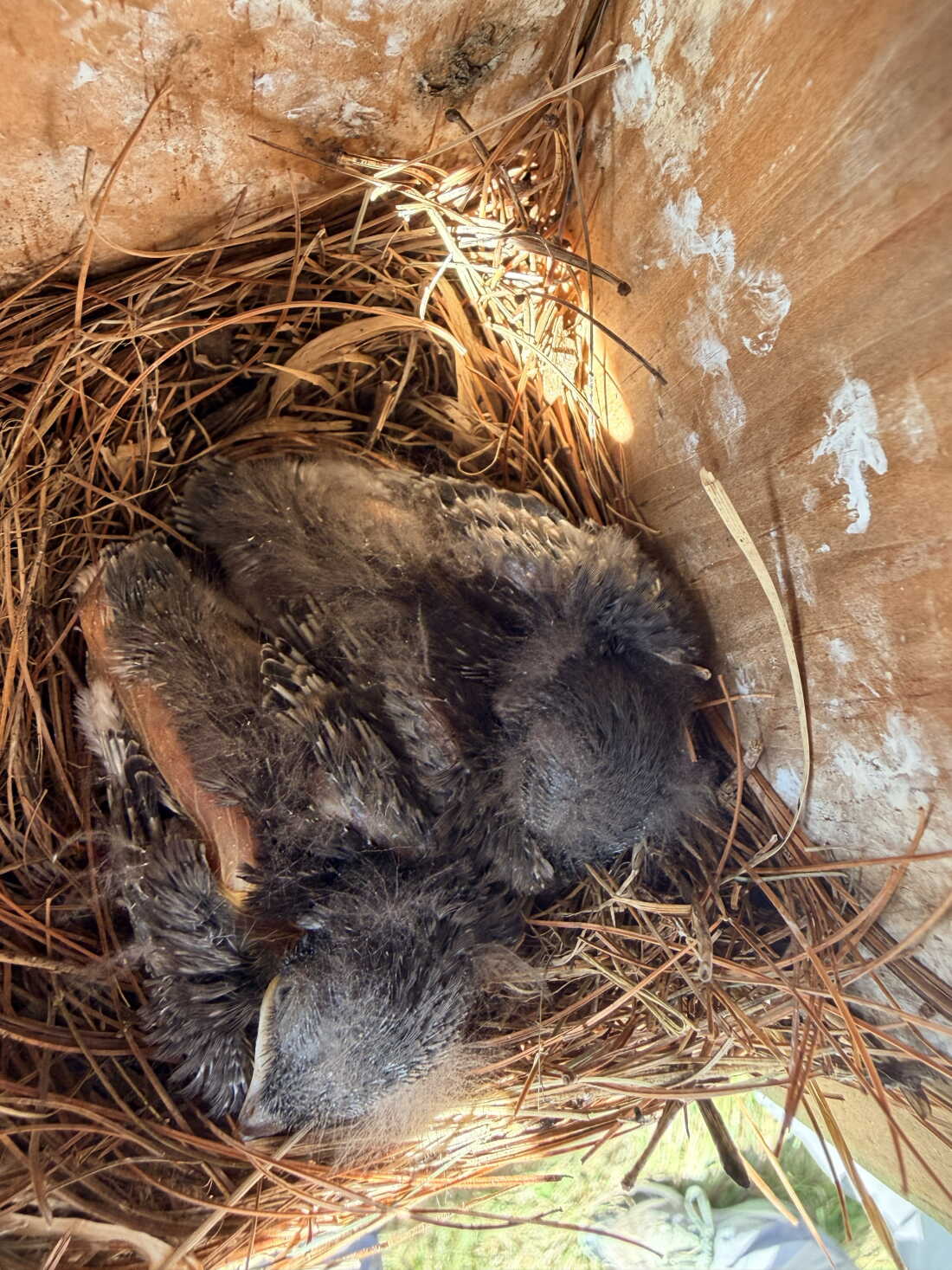 Two feathery puffballs huddle on a bed of pine needles in a nesting box. These baby bluebirds are the last of the season.