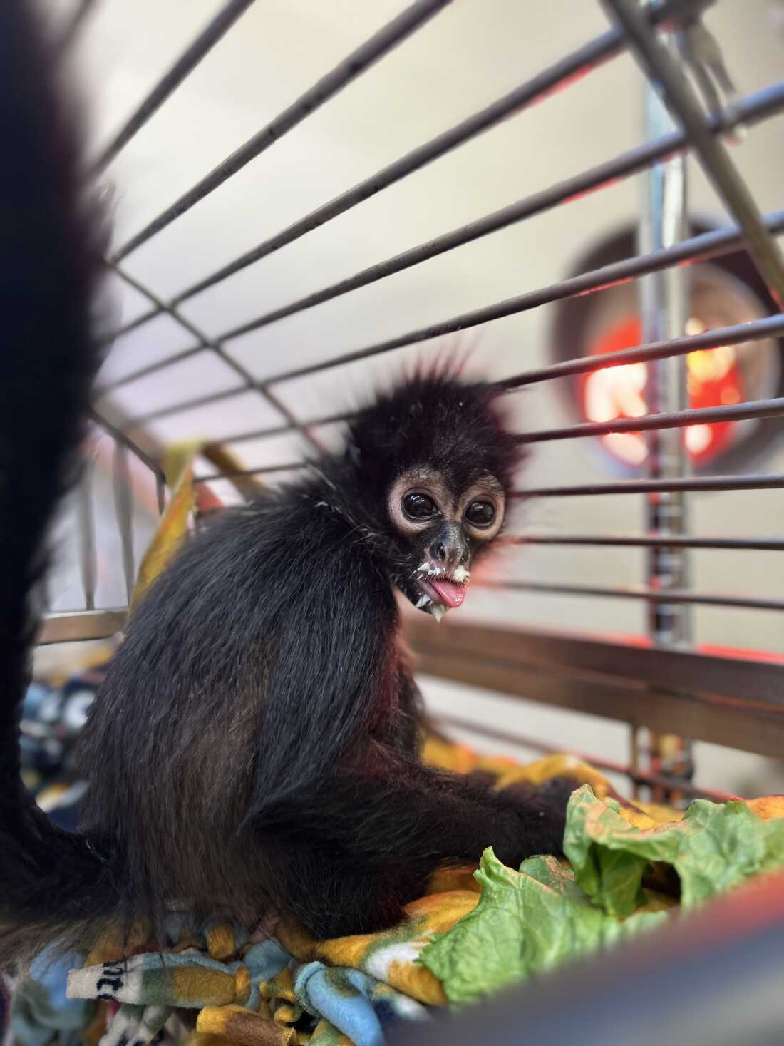 A spider monkey in a cage. There's lettuce next to the monkey.
