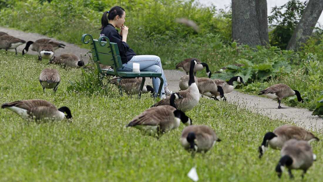 This May 29, 2012 photograph shows a woman eating her lunch while surrounded by a gaggle of Canada geese feeding along the banks of the Charles River in Cambridge, Mass. Traditionally, this is the time of year when two things appear in the sky: falling autumn leaves and honking Canada geese migrating south. But lately, thousands of the birds have been wintering over in Boston and other northern cities, creating a vexing problem: A single goose produces up to three pounds of poop every day.