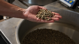 Yerxa holds some green coffee beans before they get roasted at Lost Sock Roasters in Washington, DC.