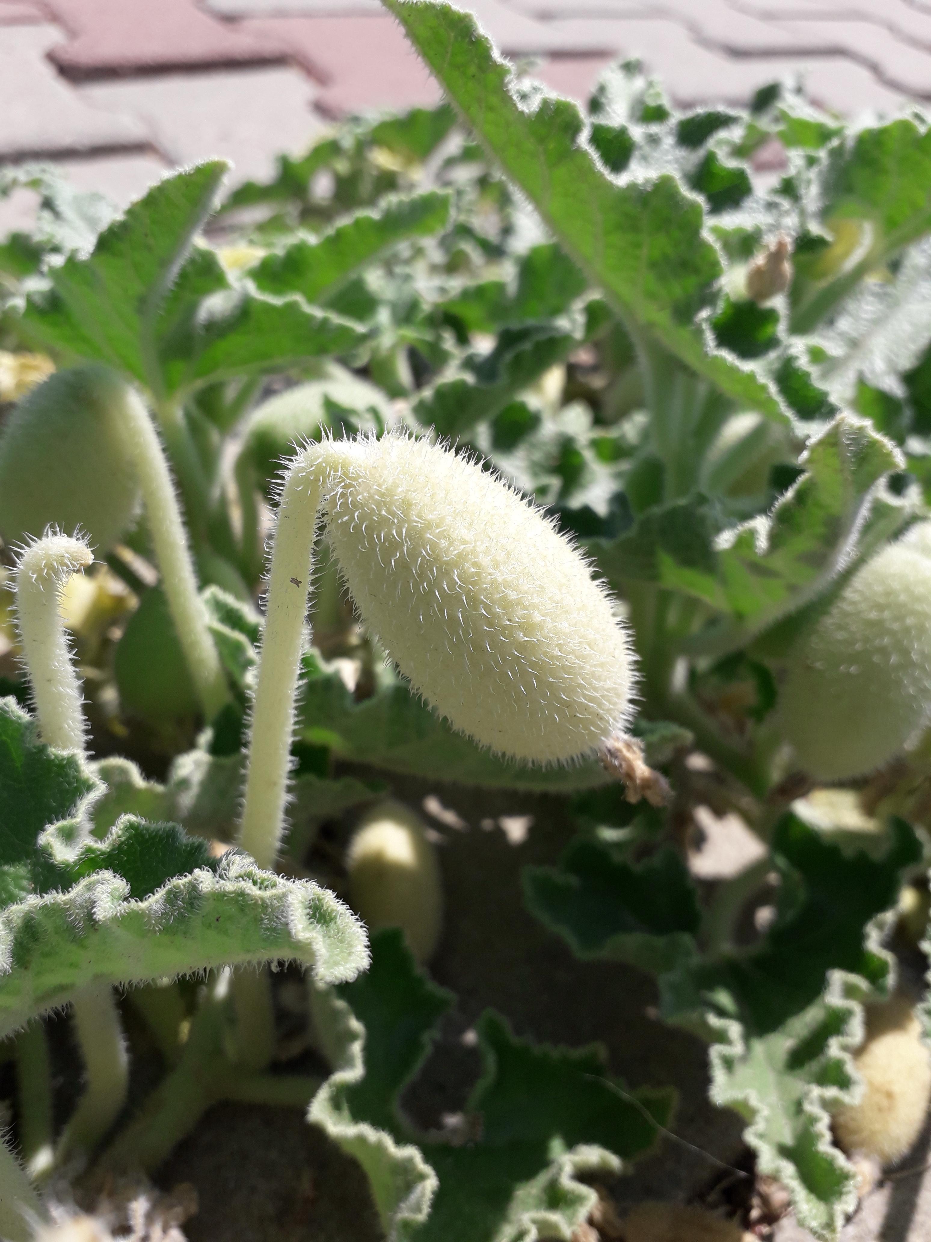 Researchers set out to find the clues behind this cucumbers seed dispersal superpower.