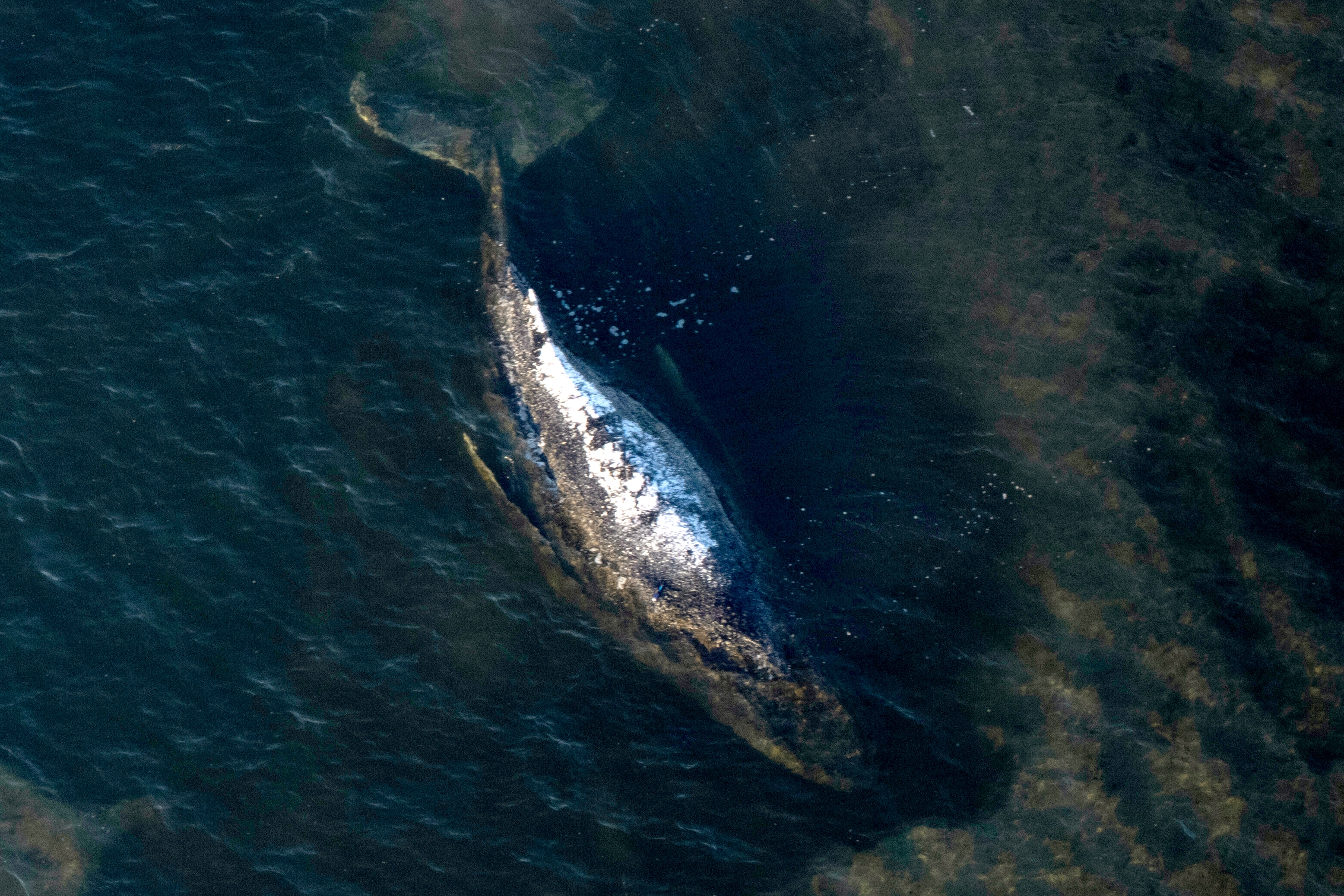 Carcass of Timmy the humpback whale brought to shore in Denmark