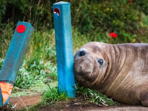 In this photo provided by Sam Volker Photography, Neil the Seal, a 1,000 kg (2,200 pound) elephant seal, nuzzles up to bollards he has damaged in Tasmania, Australia, June 27, 2026.