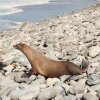 A sea lion on a rocky beach.
