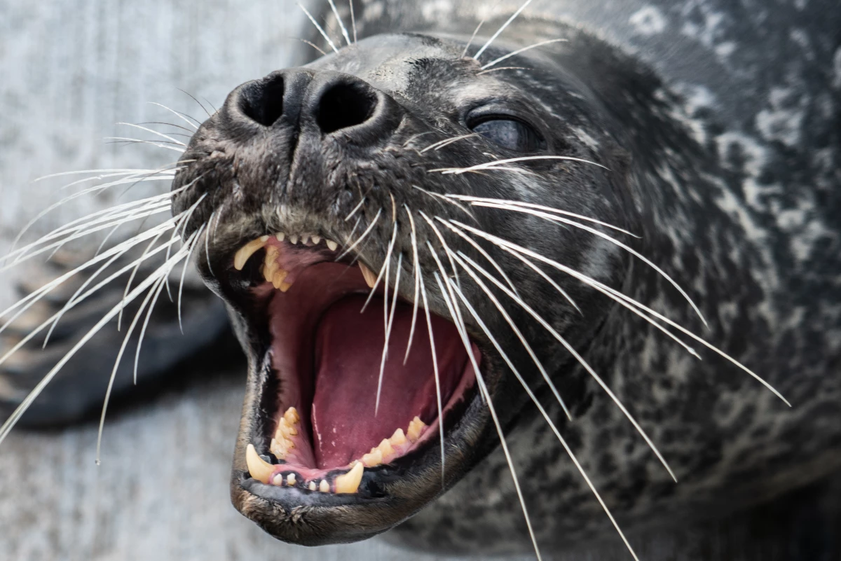 Filou worked with scientists for two years to help them test a theory about how harbor seals use their whiskers to hunt.