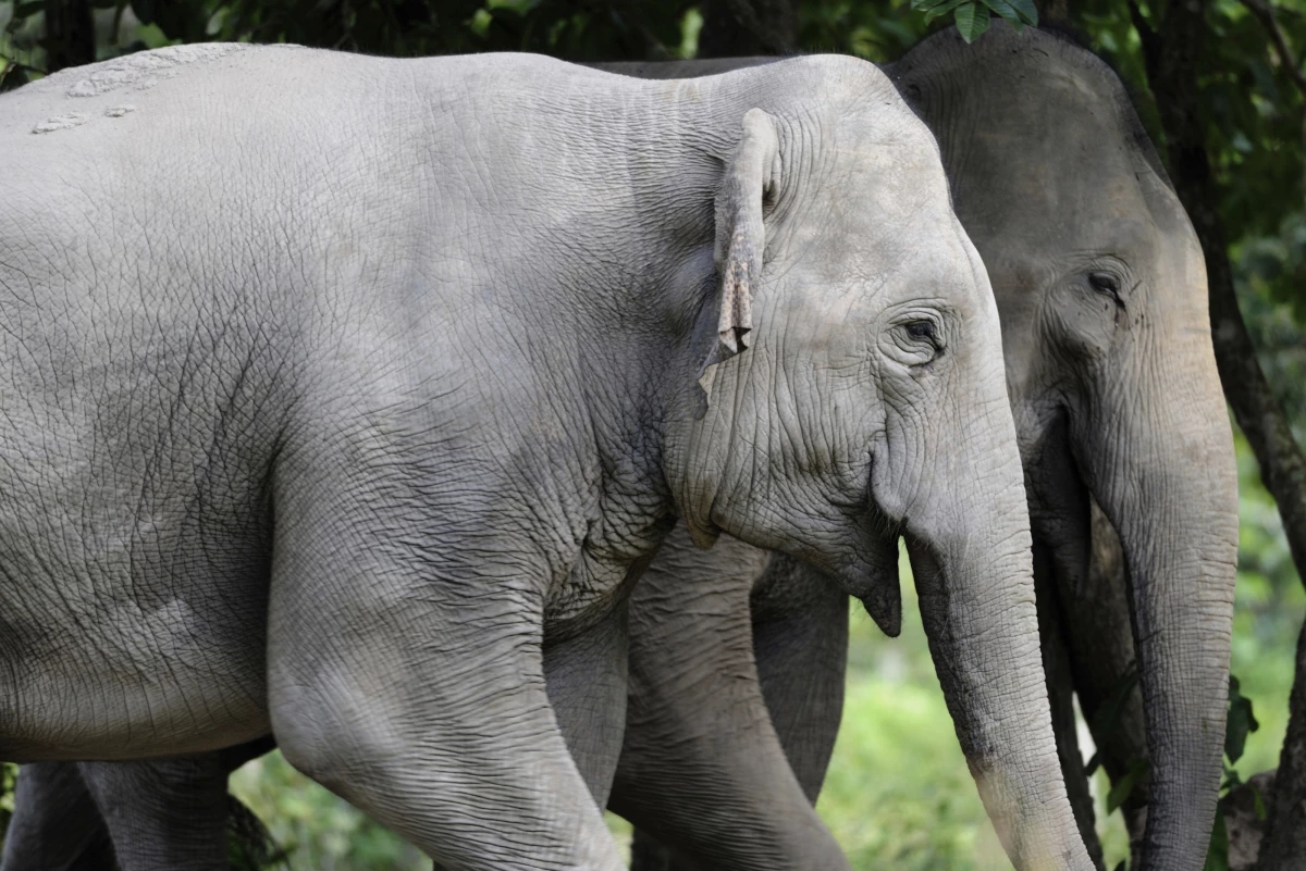 In this photo taken between 2020- 2021 and released by Fauna & Flora, elephants roam at Prey Lang Wildlife Sanctuary in Preah Vihear province, Cambodia.
