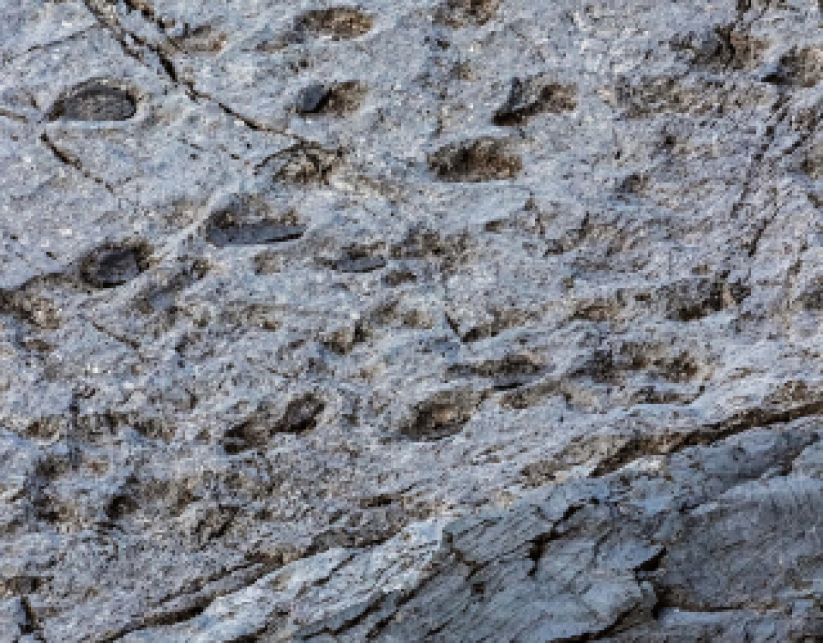 Some of the well-preserved tracks even show claw marks believed to be from prosauropod dinosaurs.
