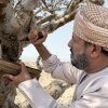 Frankincense is harvested from Boswellia trees on the Arabian peninsula. It's helped define trade routes for thousands of years, but shipments have been disrupted by the U.S. war with Iran.