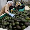 Trump's threat to impose tariffs on Mexico and Canada could end up hurting Americans too. Among the products impacted could be gasoline and guacamoles.