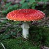 Amanita muscaria — also known as fly argar